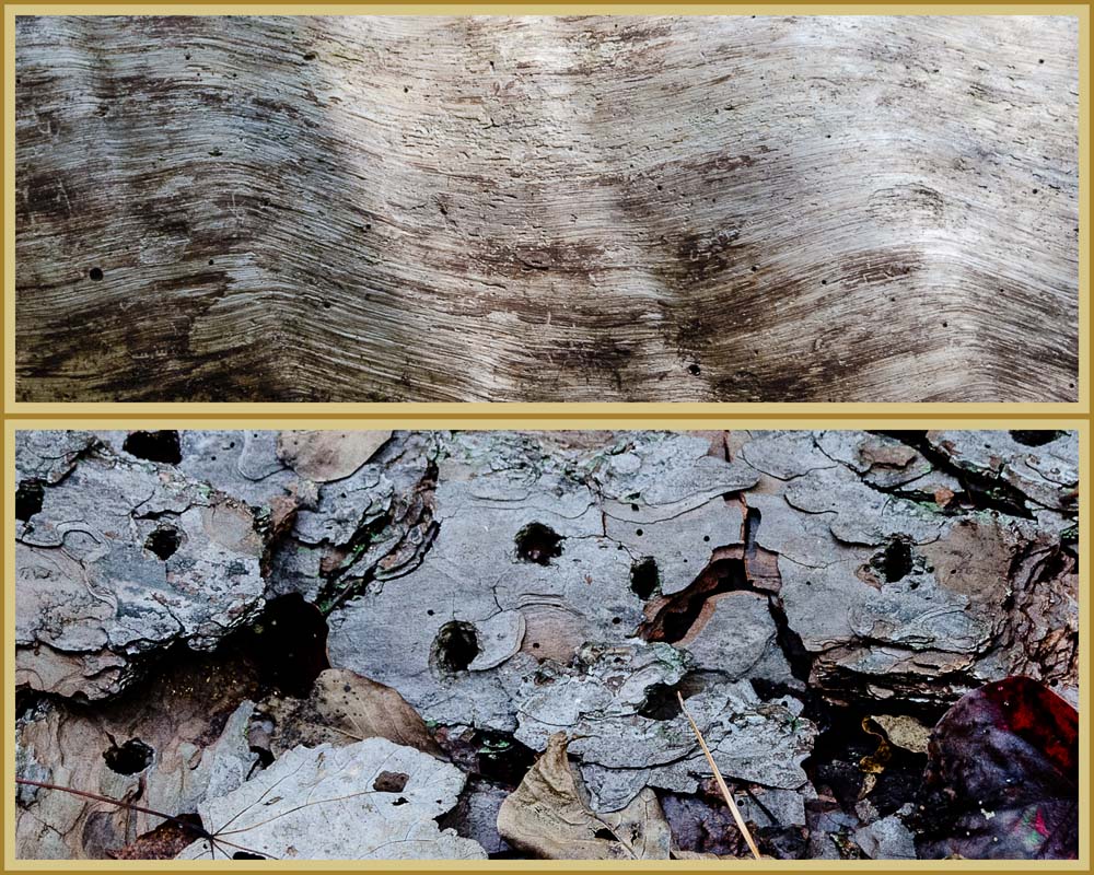 Two pictures ... one of a naked pine log and one of the bark that fell off it